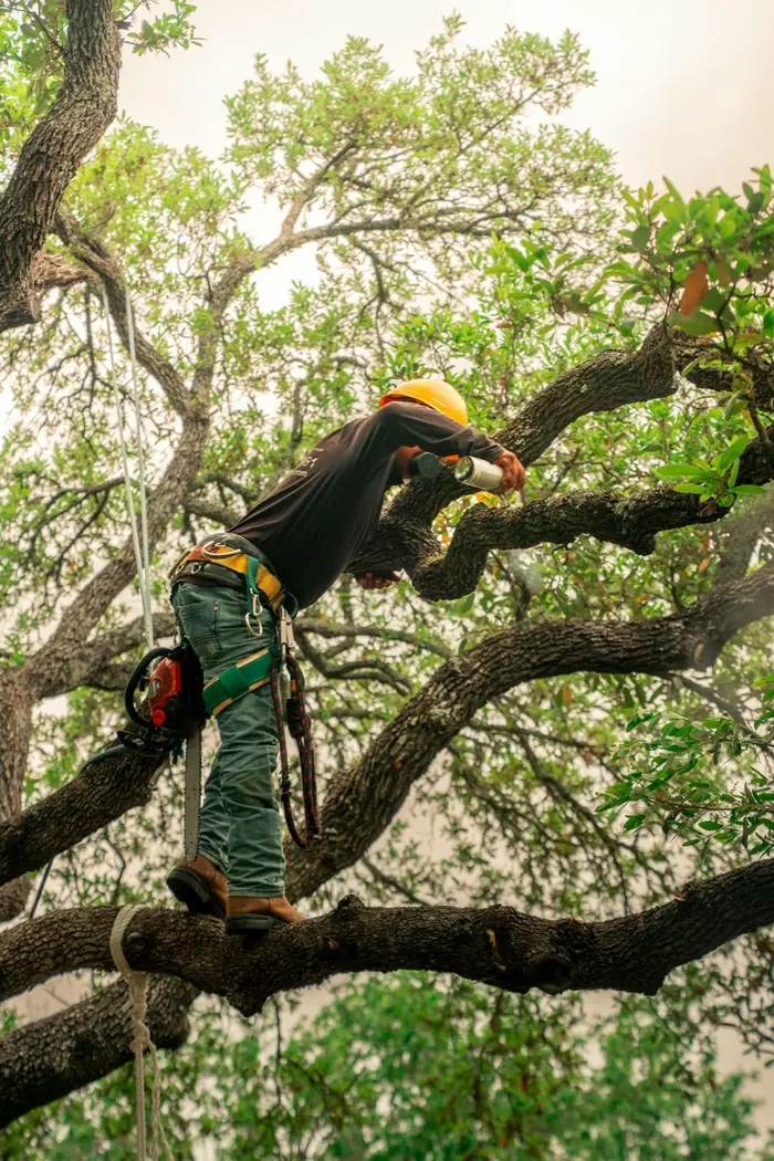 Climber working high in an oak canopy