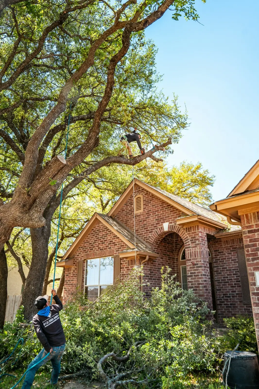 A tree service crew cutting limbs in front of a brick house