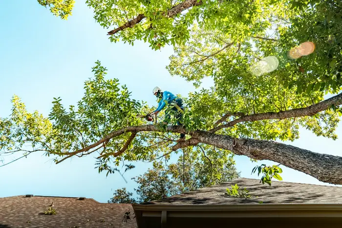 Climber in a tree above a roofline