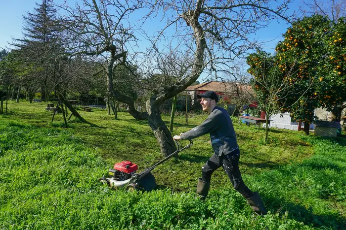 A landscaper mowing a lawn under fruit trees